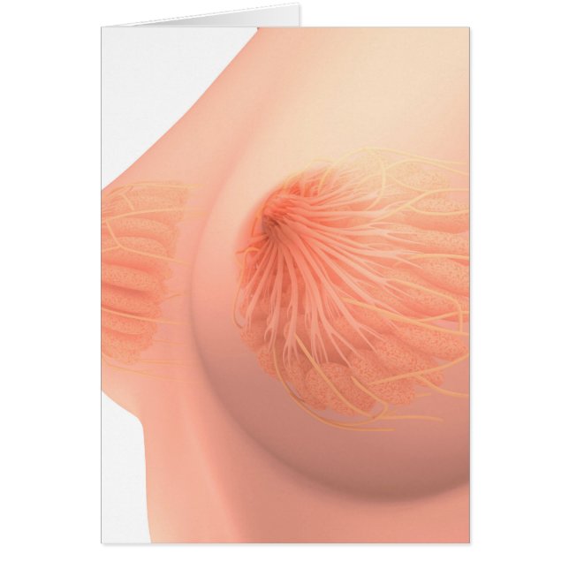 Image Conceptuelle De L'Anatomie Du Sein Féminin 4 (Devant)