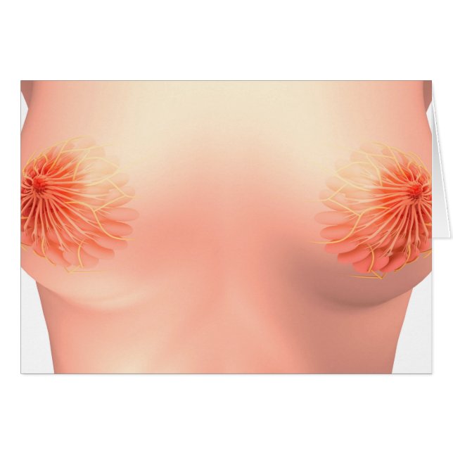 Image Conceptuelle De L'Anatomie Du Sein Féminin 7 (Devant horizontal)