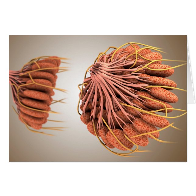 Image Conceptuelle De L'Anatomie Du Sein Féminin 8 (Devant horizontal)