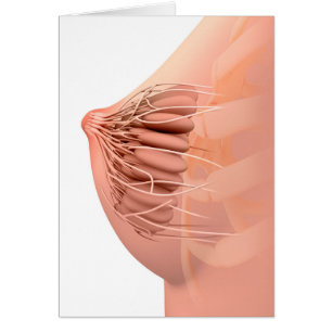 Image conceptuelle de l'anatomie femelle 2 de sein