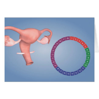Image Conceptuelle De L'Organe De Reproduction Fém