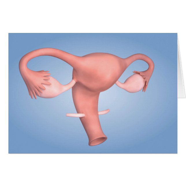 Image Conceptuelle De L'Organe De Reproduction Fém (Devant horizontal)