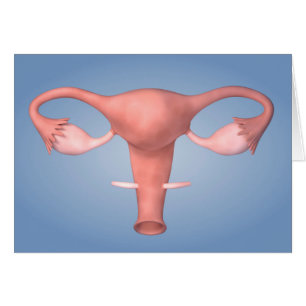 Image conceptuelle de l'organe reproducteur