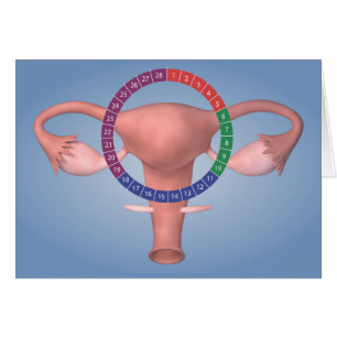 Image conceptuelle de l'organe reproducteur