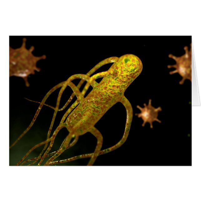 Image Conceptuelle De Salmonella Typhi 1 (Devant horizontal)