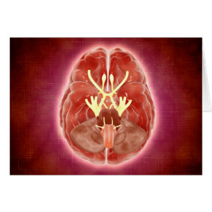 Image Conceptuelle Des Nerfs Craniens Dans Le Cerv