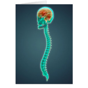 Image Conceptuelle Du Cerveau, Du Crâne Et De La S