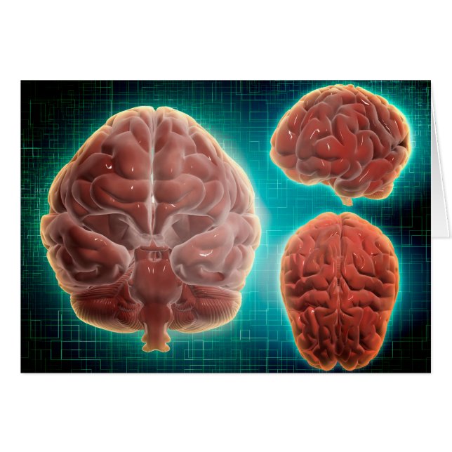 Image Conceptuelle Du Cerveau Humain À Différentes (Devant horizontal)