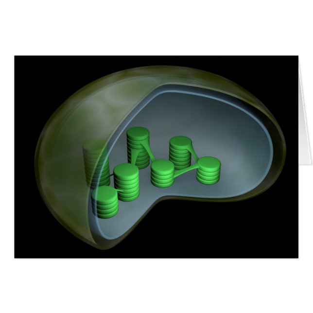 Image Conceptuelle Du Chloroplaste 1 (Devant horizontal)