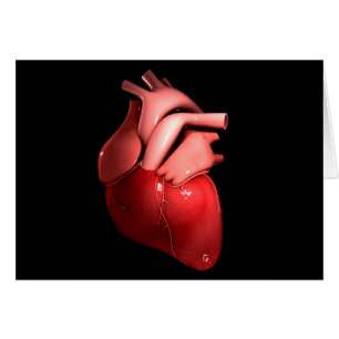 Image Conceptuelle Du Coeur Humain 1