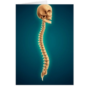 Image Conceptuelle Du Crâne Humain Et De La Cordon