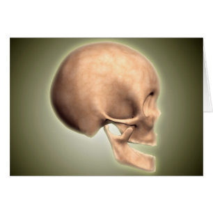 Image Conceptuelle Du Crâne Humain, Vue De Côté