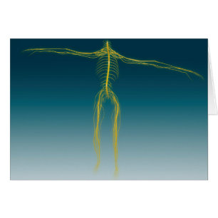 Image Conceptuelle Du Système Nerveux Humain 1