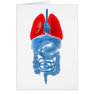 Image En Rayon X D'Organes Internes Avec Poumons