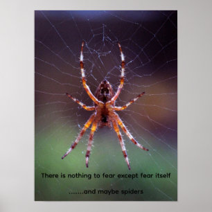 Image of a colourful spider in web poster