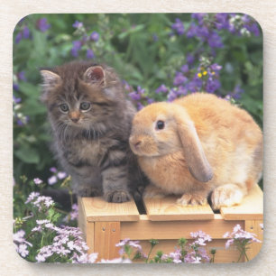 Image of a Kitten and a Lop Ear Rabbit Standing Coaster