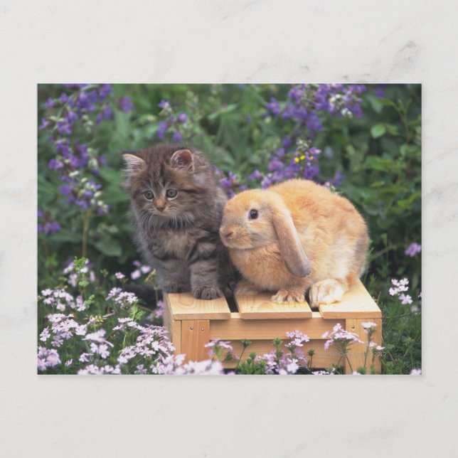 Image of a Kitten and a Lop Ear Rabbit Standing Postcard (Front)