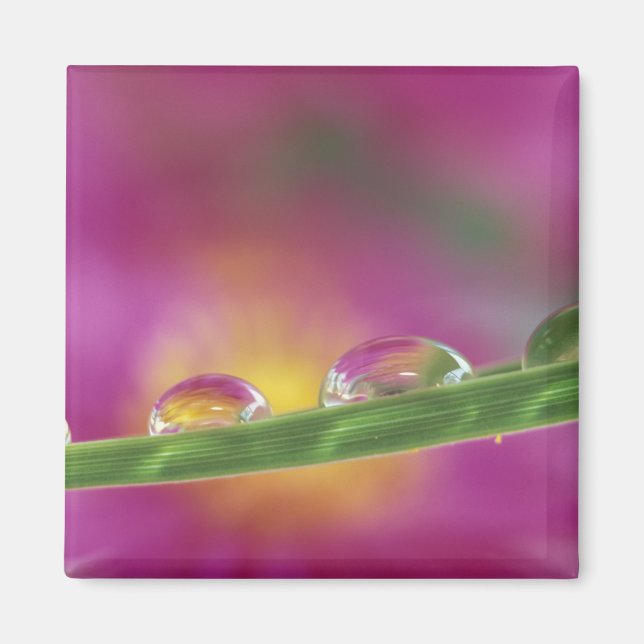 Image of asters formed in water droplets magnet (Front)