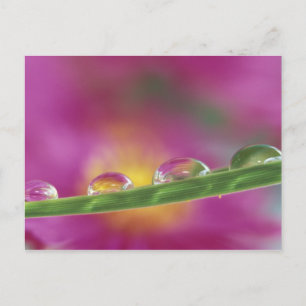 Image of asters formed in water droplets postcard