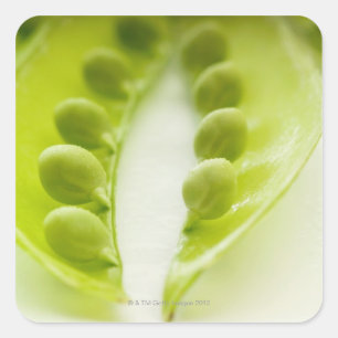 Image of three open pea pods, extreme close-up square sticker