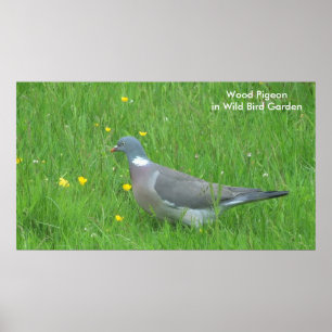 Image Pigeon pour poster