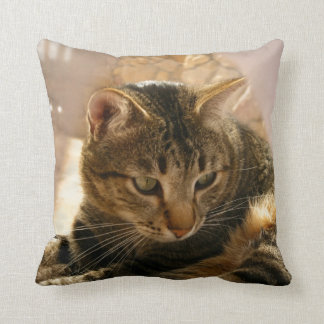 Images des chats de carreaux de coussins de