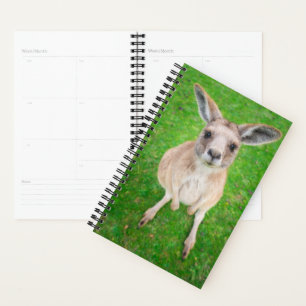 Images Getty Baby Kangaroo