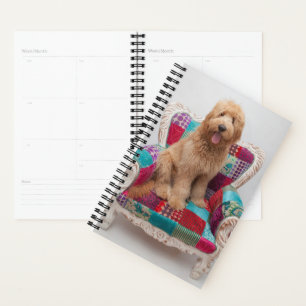 Images Getty   Cute Goldendoodle