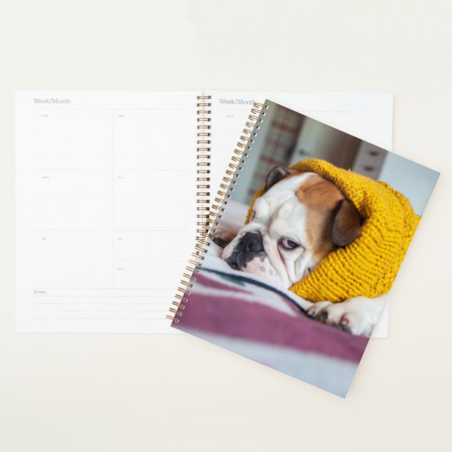 Images Getty | English Bulldog (Devant avec enveloppe)