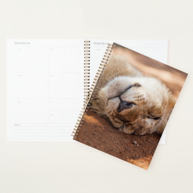 Images Getty | Lion couché (Devant avec enveloppe)