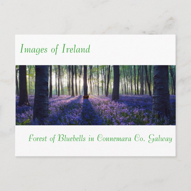 Images irlandaises pour carte postale (Devant)