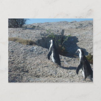 Images of Cape Town Boulders Beach Postcard