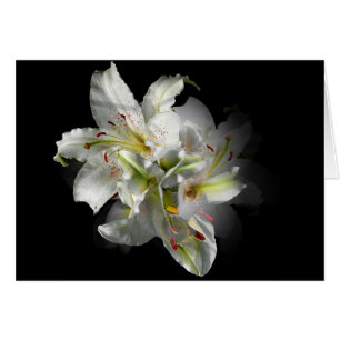Imaginaire blanc Lilies