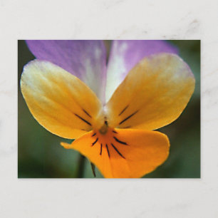 IMAGINARY LIFE JOURNEY POSTCARD