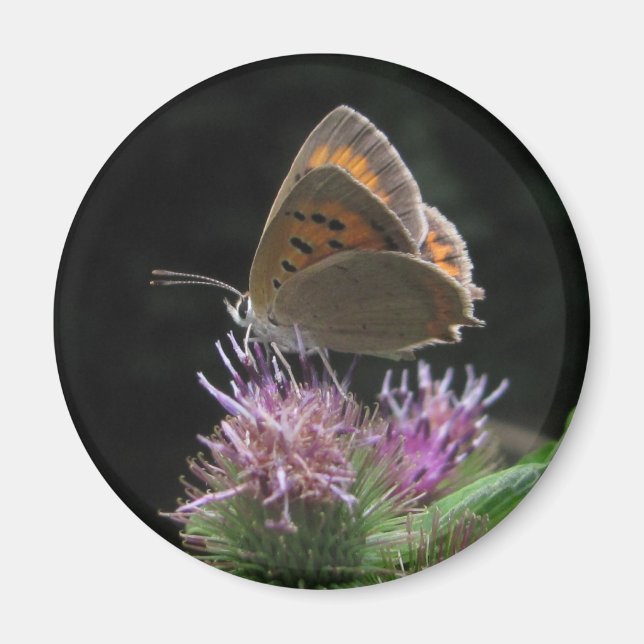Imán Mariposa Magnet (Front)