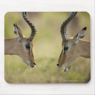 Imapla (Aepyceros melampus) wanting to fight, Mouse Pad