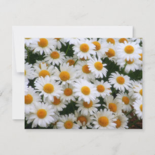 IMG_0066 Daisy Lovers