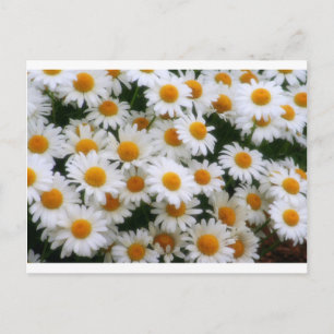 IMG_0066  Daisy Lovers Postcard