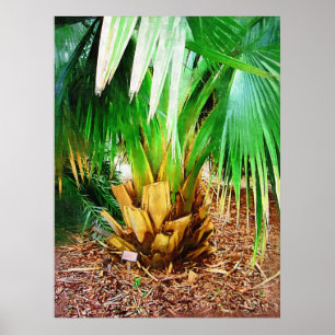 IMG_0296palm tree collection , fairchild tropical Poster