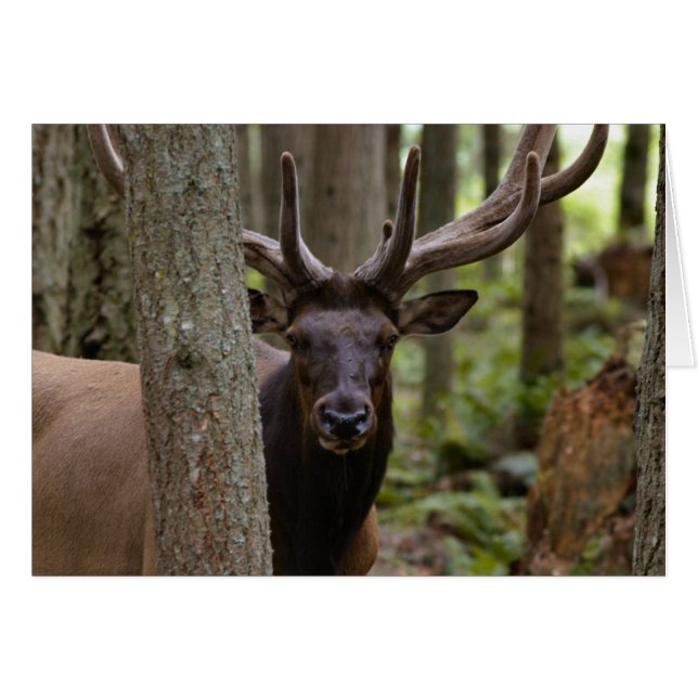 IMG_0560_elk3_5x7-06202004 (Front Horizontal)
