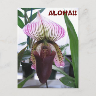 IMG_1248, ALOHA!!  Postcard
