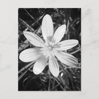 IMG_20150324_210135.jpg Postcard