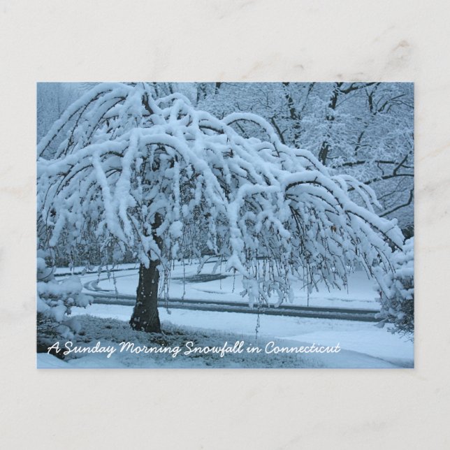 IMG_2425_2, A Sunday Morning Snowfall in Connec... Postcard (Front)
