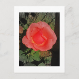 IMG_3046 POSTCARD
