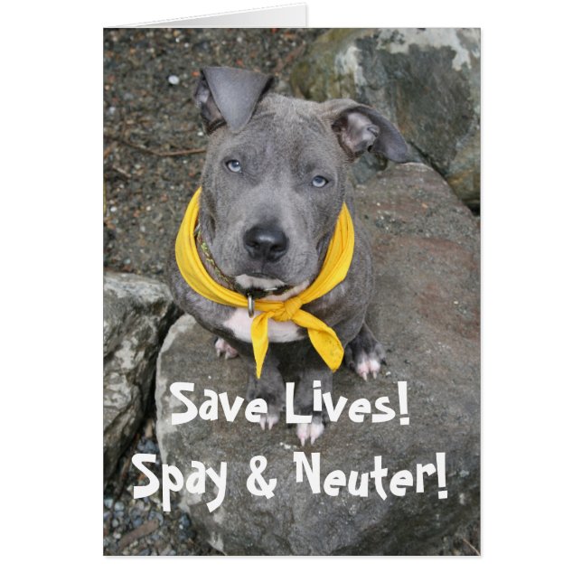 IMG_6802, Save Lives!  Spay & Neuter! (Front)