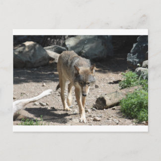 IMG_7805 POSTCARD