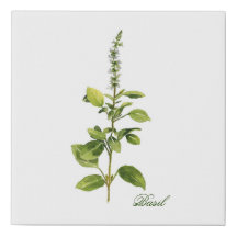Basil à fleurs blanches