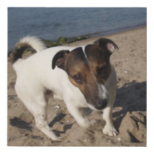 Capo von Oppenheim Jack Russell Terrier, Chien