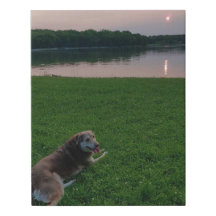 Cassiopée au coucher du soleil