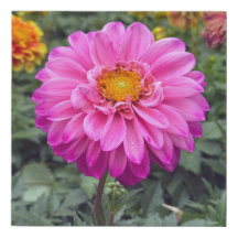 Dahlia été 2025